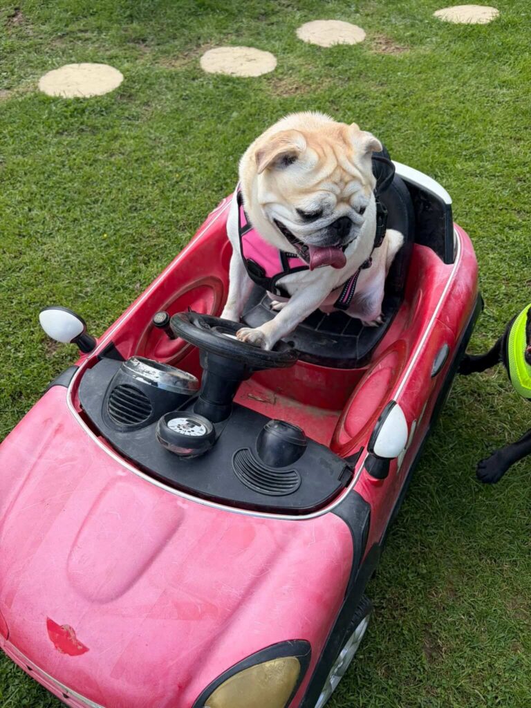play park driving car