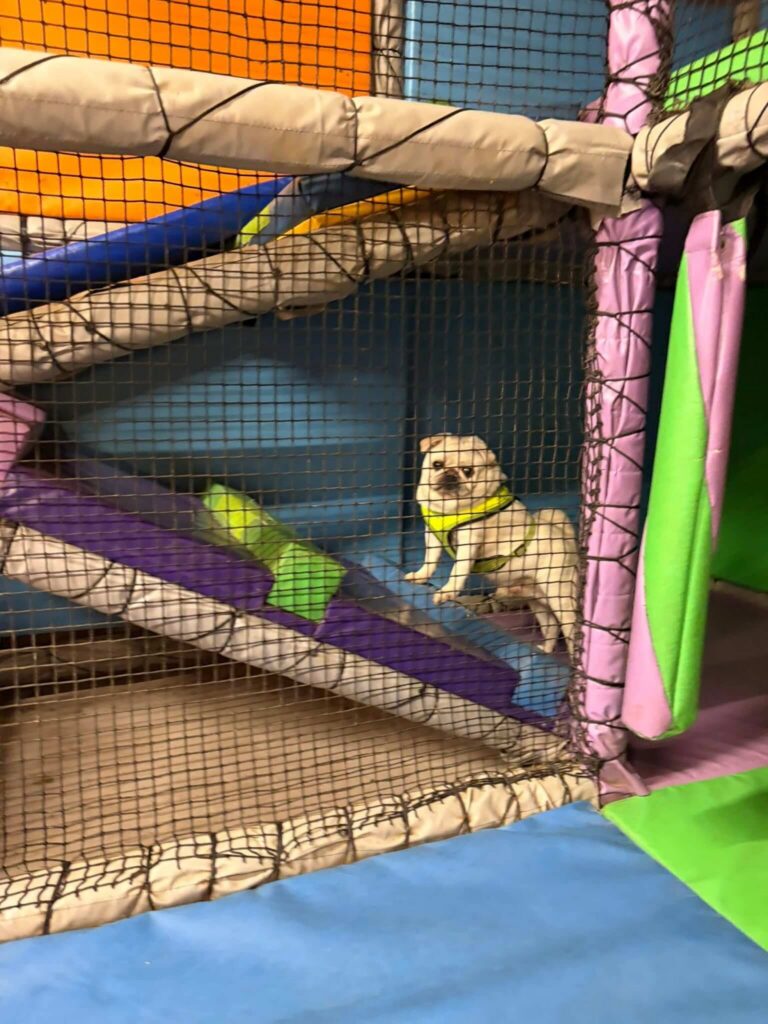 pug at playpark